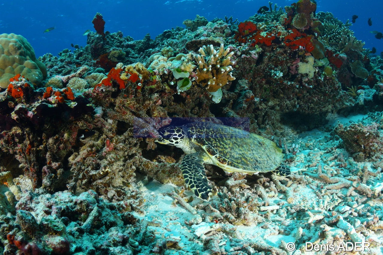 Eretmochelys imbricata-Au large Batuata Island-12m-20180603-Denis-ADER-DSC_3689_tn.jpg